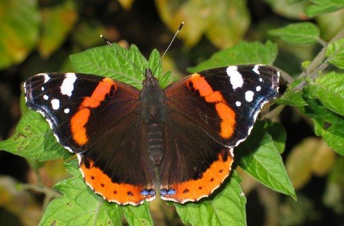 butterfly admiral