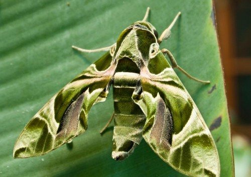 oleander hawk moth