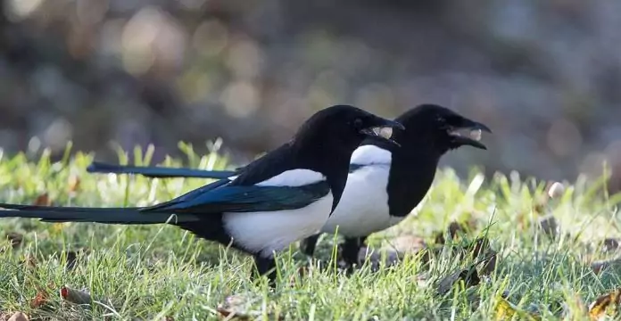 What do magpies eat in the wild?