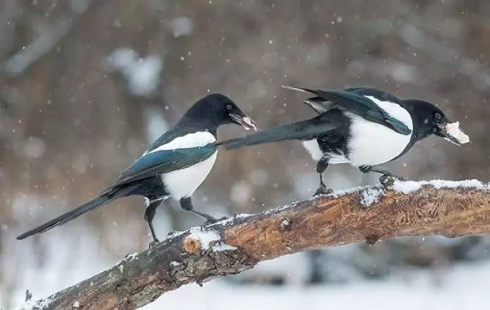 What do magpies eat?
