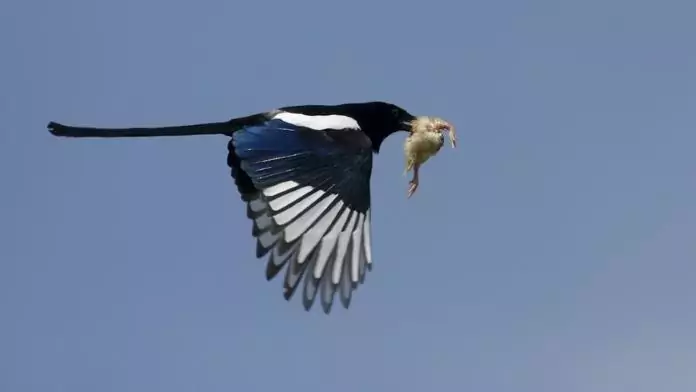 What do magpies eat