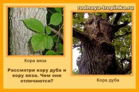 Trees. Comparison of oak and elm bark. 