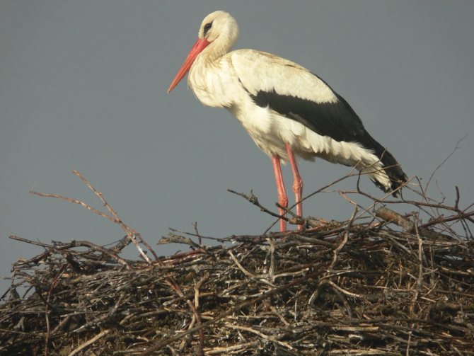 Long-legged stork