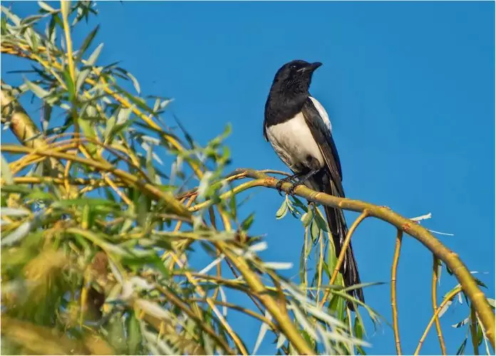 Facts about magpies
