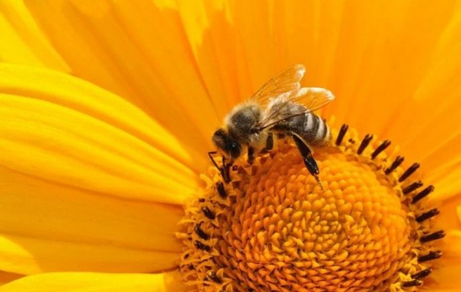 Photo of a bee