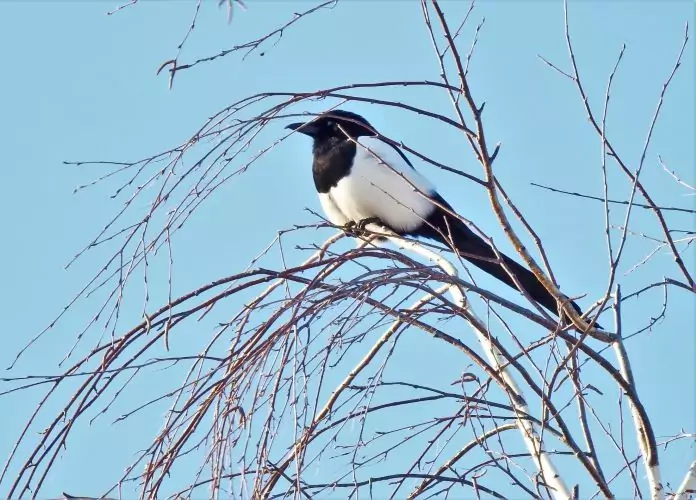 Photos of magpie bird