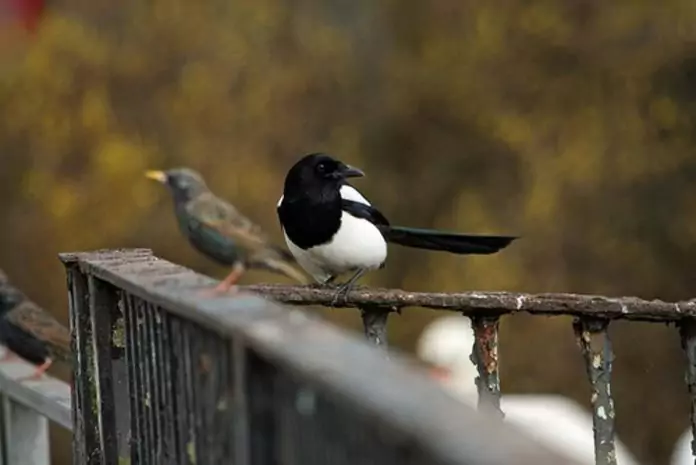 Where do magpies live