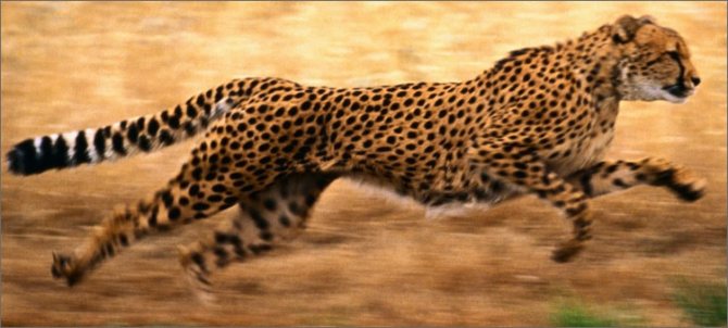 cheetah-runs