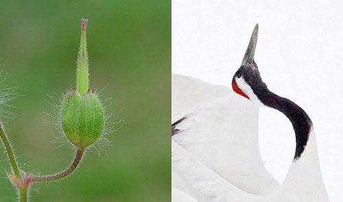 geranium stork nose geranos