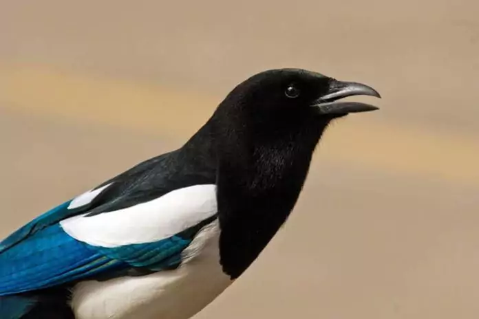 Voice of the Magpie