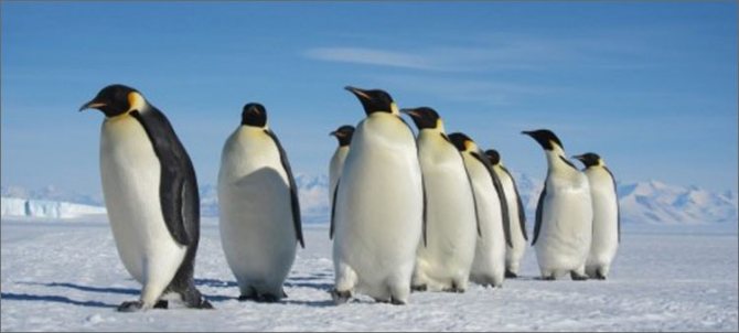 императорские-пингвины