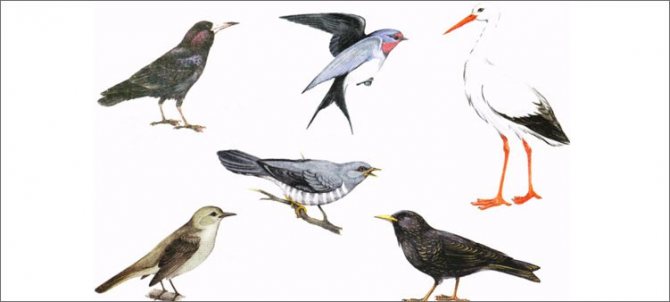 изображения-перелетных-птиц