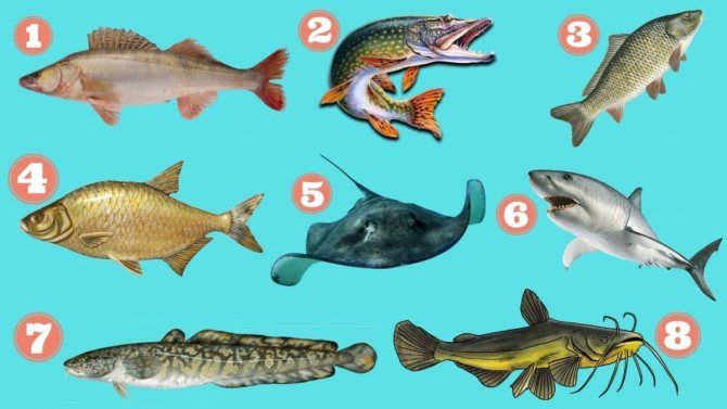 Изображения рыб для детей