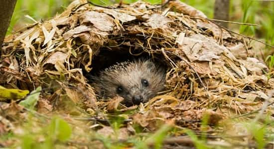 How does a hedgehog prepare for winter?