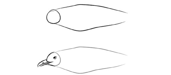 Как рисовать птиц: сову попугая лебедя голубя