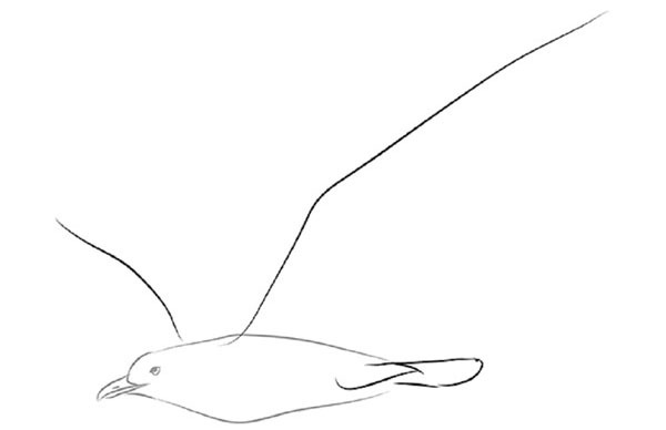 Как рисовать птиц: сову попугая лебедя голубя