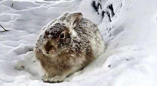 Как заяц готовится к зиме