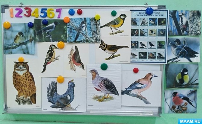 Calendar plan of educational work for the week “Wintering Birds” in the senior group