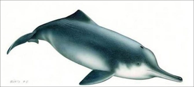 chinese-river-dolphin