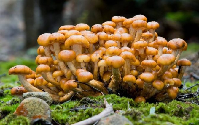 When honey mushrooms appear photo
