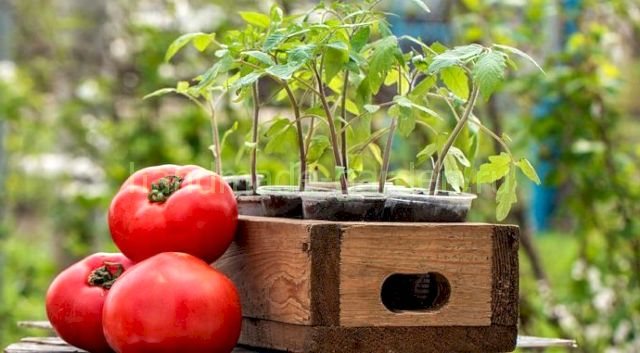 When to sow tomatoes for seedlings in January