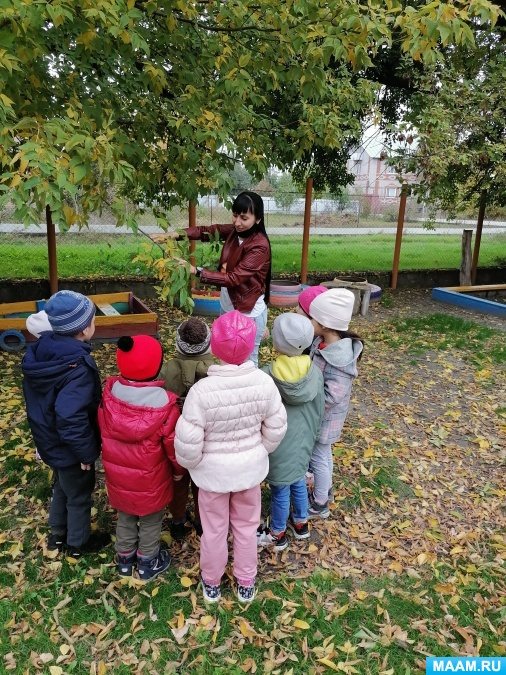 Summary of a walk with children of the middle group “Observation of leaf fall”