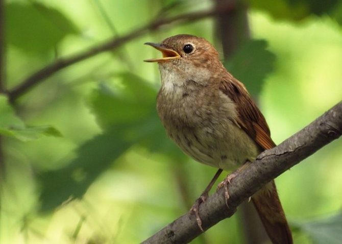 Melodious nightingale