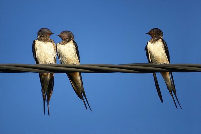 Cute swallows