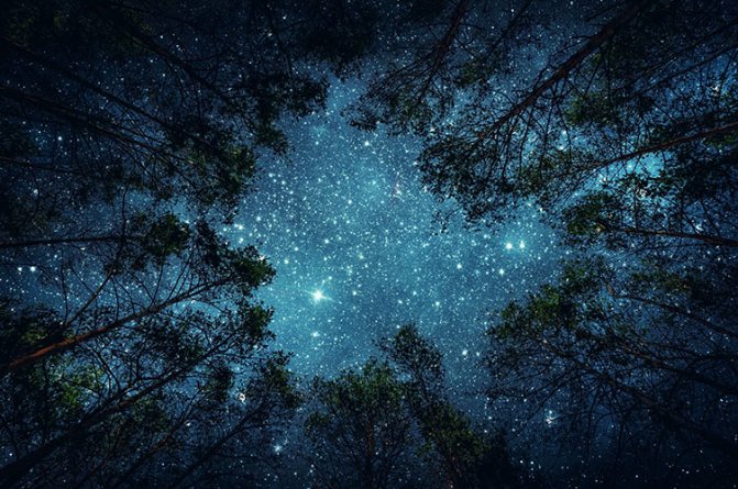 Млечный Путь, красивое яркое звездное небо в лесу