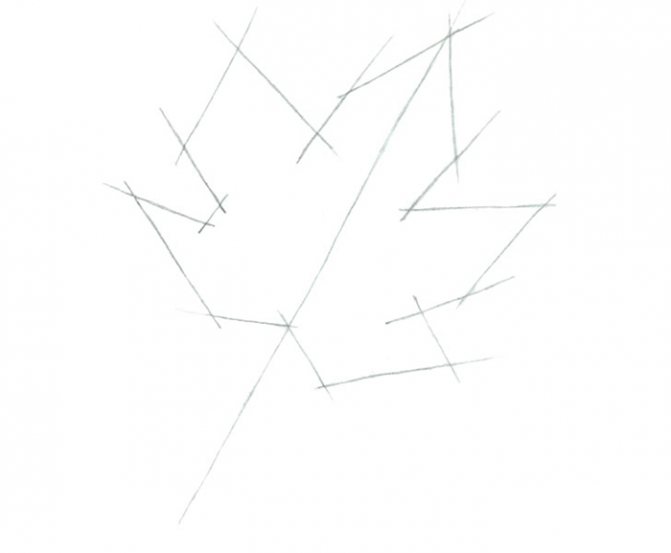 The photo shows - Pencil drawing for beginners, fig. Drawing a maple leaf 