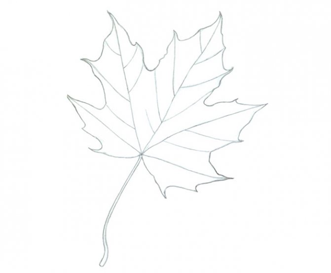 The photo shows - Pencil drawing for beginners, fig. Drawing a maple leaf 