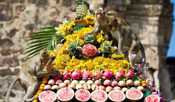 Monkey feast