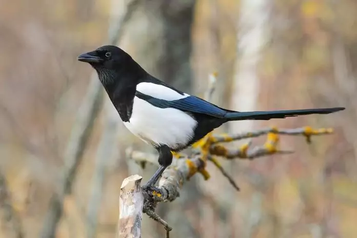 Lifestyle of a magpie