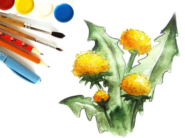 Одуванчик рисунок для детей карандашом, красками