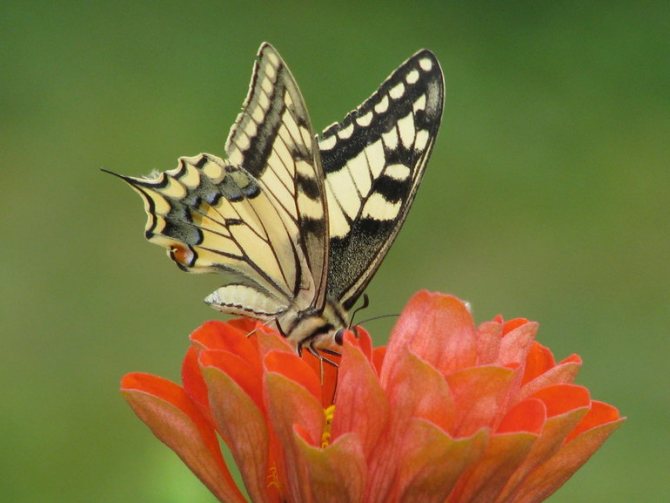 Feeding characteristics of butterflies