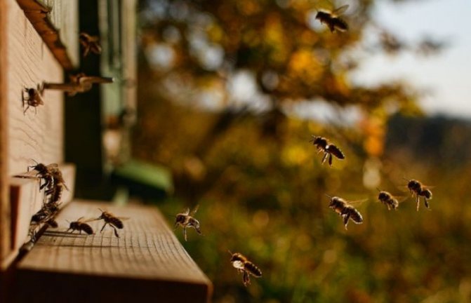 Beekeeping photo