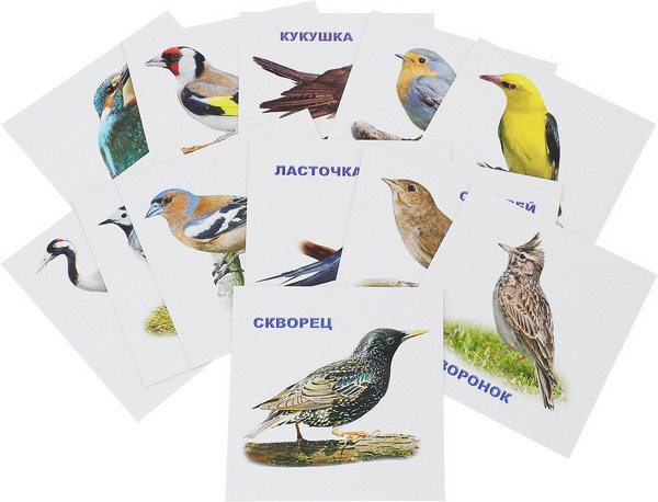 перелетные птицы картинки с названиями