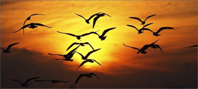 перелетные-птицы-на-фоне-солнца