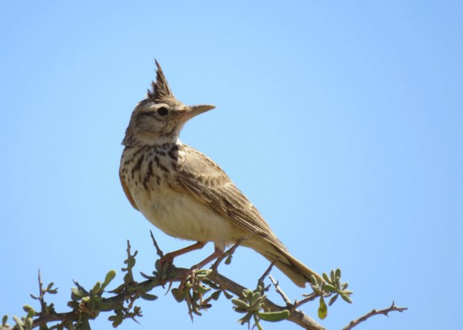 Song larks