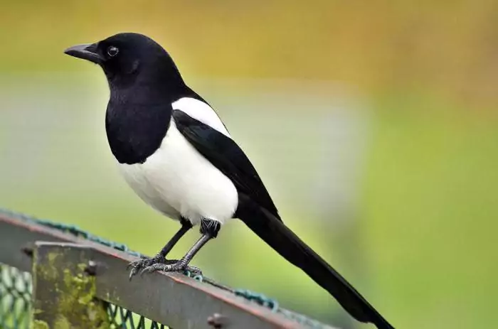 Why was the bird called magpie?