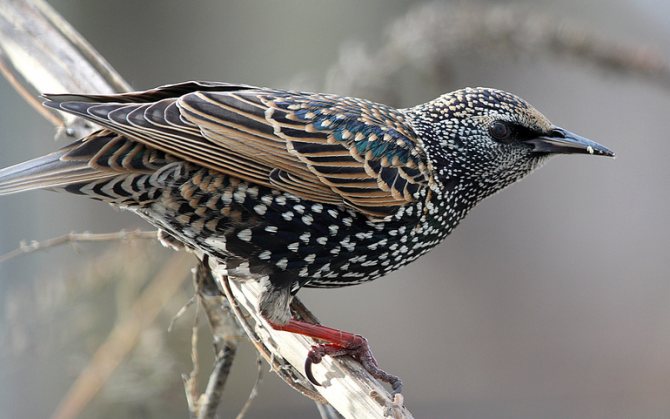 Copycat starlings