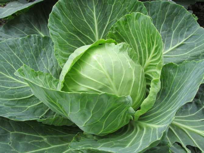 Benefits of cabbage