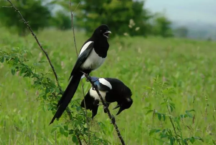 Male magpie and female magpie