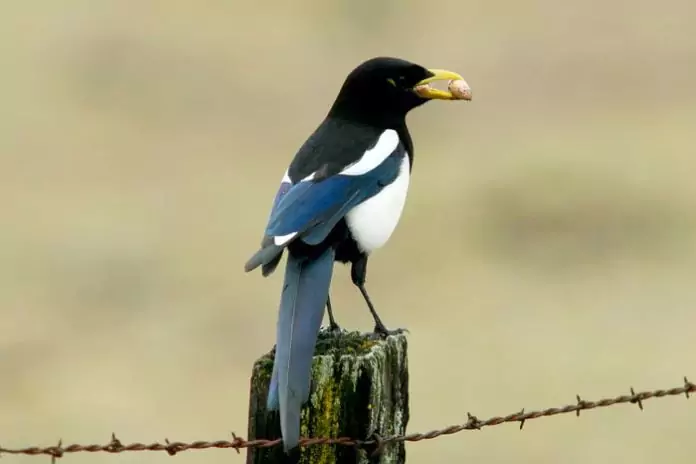 What is a male magpie called?