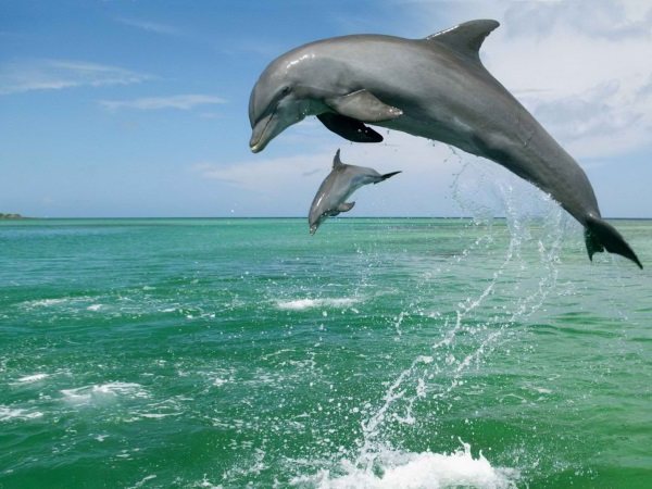 Самые интересные факты о дельфинах: умные, крупные, добрые. Презентация для детей