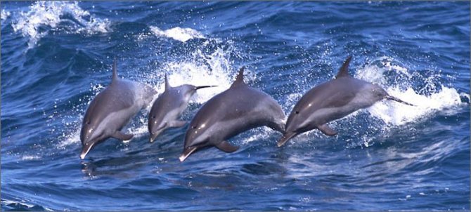 семья-дельфинов
