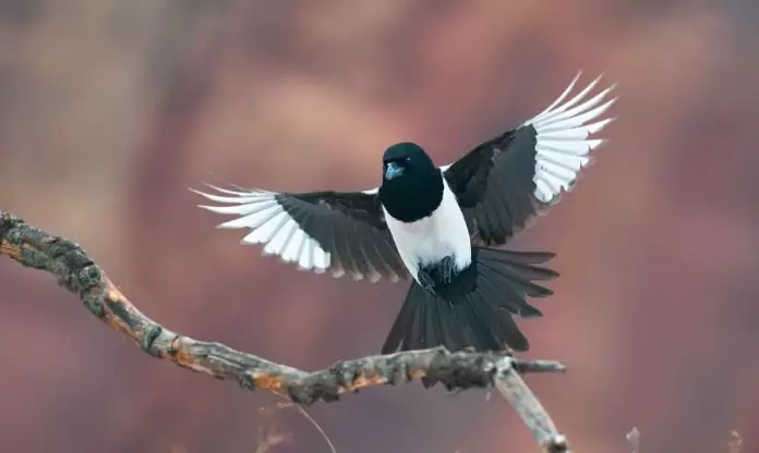 Magpie migratory or wintering bird