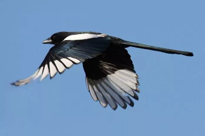 Wintering magpie bird