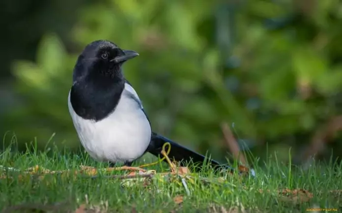 Magpies steal eggs