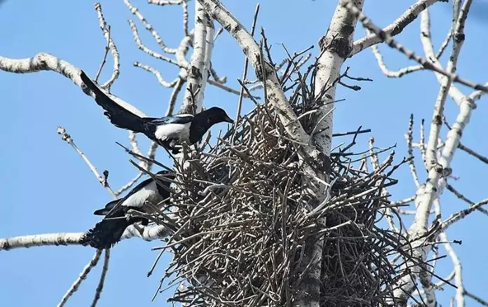 Magpies build nests